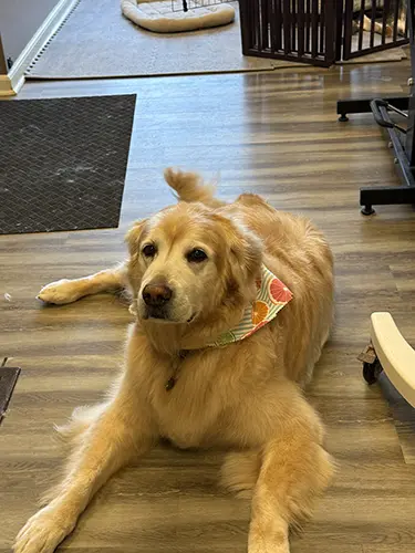 Relaxed dog during grooming