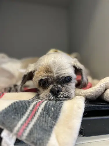 Calm environment for seniors