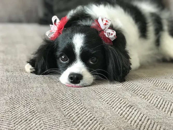 Comfort-first grooming experience